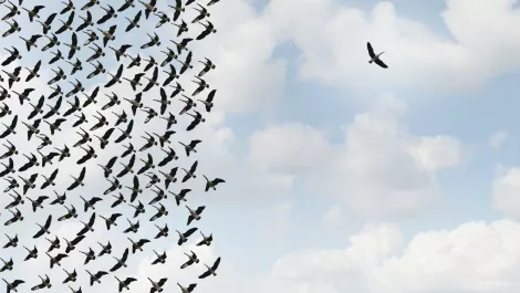 Game changing birds