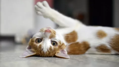 Thinkstockphotos 822244958