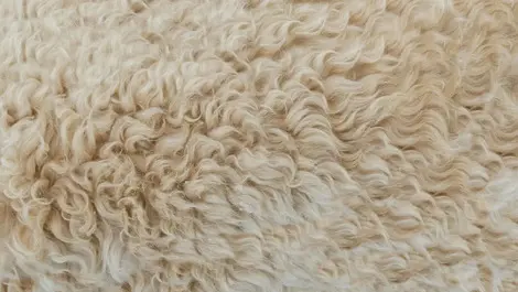 Have we opened the door to cheap imported wool?